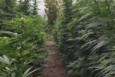 Sabunçu rayonunda 12 kiloqram çətənə kolu tapılıb