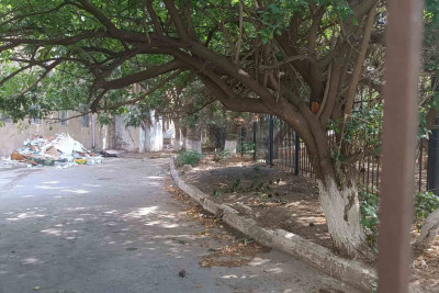 Nərimanovda 40 illik ağaclar kəsilir - İDDİA - FOTO