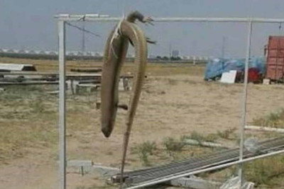 Zirədə tutulan nəhəng kərtənkələ öldürülüb