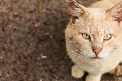 Bakıda pişiklərə işgəncə verən manyak peyda olub?
