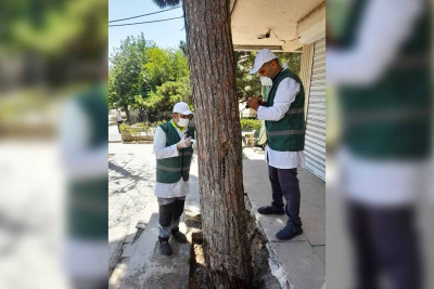 Bakıda zeytun ağaclarında xəstəliklər aşkarlanıb