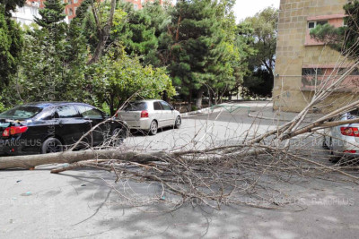 Bakı küləyinin fəsadları: mikrorayonda avtomobil üzərinə ağac aşıb - FOTO