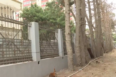 Xətai rayonunda ağaclar aşmasın deyə kəndirlənir