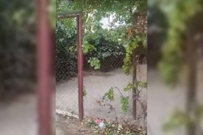 Bakıda vətəndaşlar binaların həyətlərini zəbt edib bağlar salırlar – VİDEO