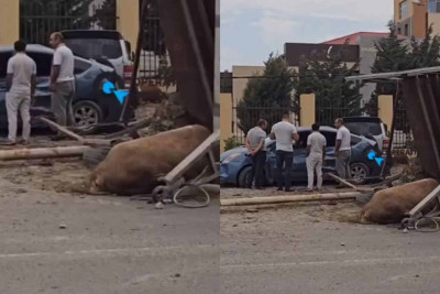Biləcəri-Binəqədi yolunda qəza: “Prius” heyvan daşıyan yük maşını ilə toqquşub – VİDEO