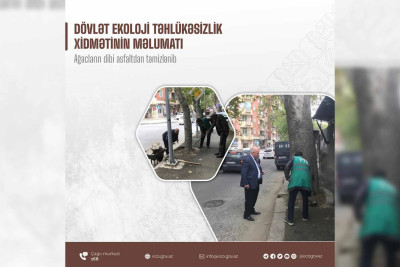 Nəsimi rayonunda ağacların dibləri asfaltdan təmizlənib