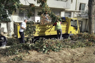 Nəsimi rayonunda qırılan ağaclar ərazilərdən aparılı
