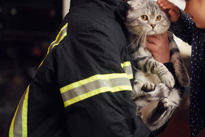 Bakıda 7-ci mərtəbənin eyvanları arasında qalan pişik xilas olunub – VİDEO