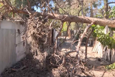 Şüvəlanda qurumuş ağac evin üzərinə aşıb – VİDEO