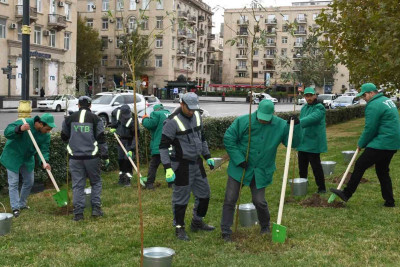 Bakıda müxtəlif növ yaşıllıqlar əkilir