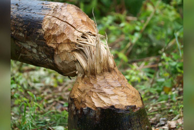 Bakının 2 rayonunda təbiədə zərər vurulub