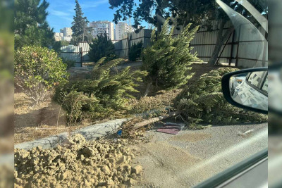 Bakının daha bir ərazisində yaşıllıqlar məhv edilir