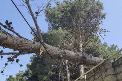 Binəqədi rayonunda küknar ağacları məhv edilir