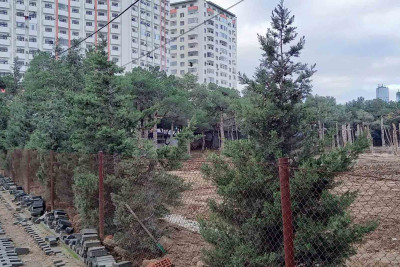 7-ci mikrorayonda yaşıllıqlar məhv olunur: sakinlər tədbir görməyi tələb edirlər – FOTO