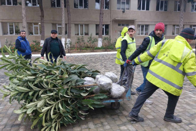Xətai rayonunda ağacəkmə aksiyası baş tutub