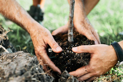 Paytaxtın iki rayonunda ağacəkmə aksiyası keçirilib