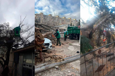 Bakıda güclü külək səbəbindən 27 ağac aşıb – FOTO