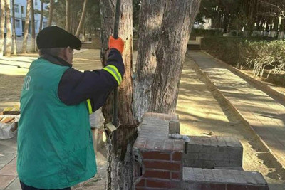 Xətai rayonunda ağacların dibləri betonlanıb