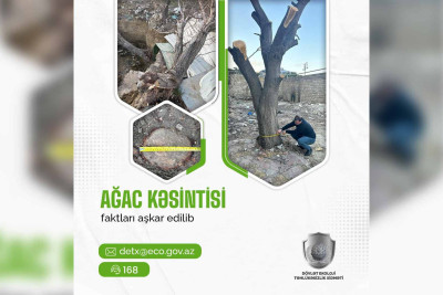 Bakının 2 rayonunda qanunsuz ağac kəsilib
