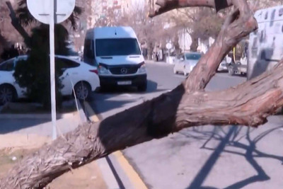 Yasamalda qurumuş ağac sakinlər üçün təhlükə yaradır