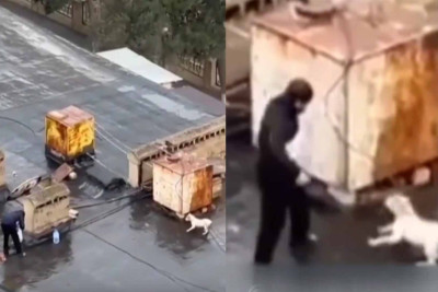 Xətaidə naməlum kişi itləri binanın damına çıxararaq onlara işgəncə verir – VİDEO