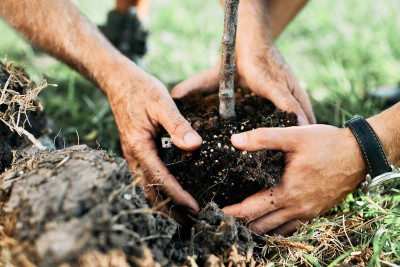 Bakının iki rayonunda ağacəkmə aksiyası keçirilib