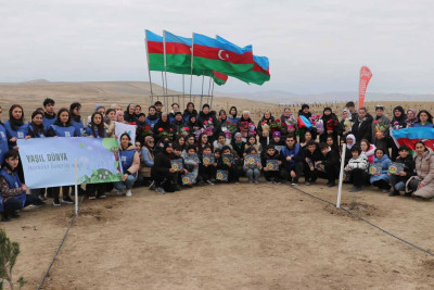 Müşfiqabad qəsəbəsində Eldar şamı və zeytun ağacları əkilib