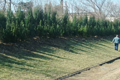 Xətai rayonunda növbəti ağacəkmə aksiyası keçirilib