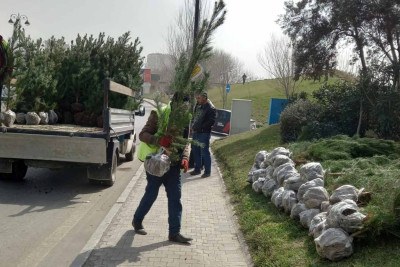 Xətai rayonunda daha 800 ağac əkilib