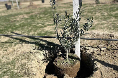 Qaradağ rayonunda ağacəkmə aksiyası keçiriləcək