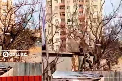 Badamdarda qanunsuz ağac kəsimi aşkarlanıb – VİDEO