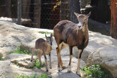 Bakı Zooloji Parkının sakinləri artıb