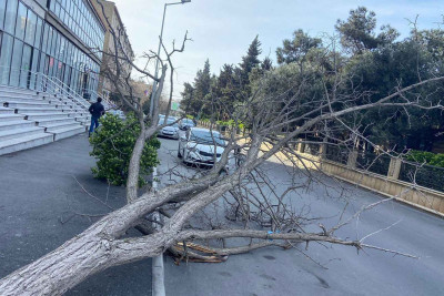 Bakıda güclü külək onlarla ağacı sındırıb