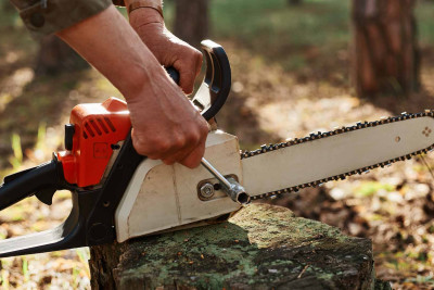 Nizami rayonunda qanunsuz 2 ağac kəsilib