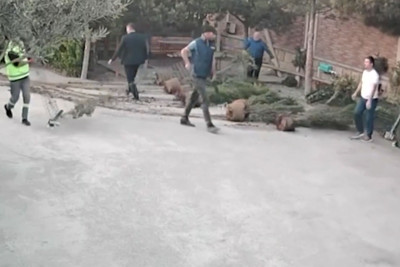 Buzovnada 50-dən çox ağac məhv olunub – VİDEO