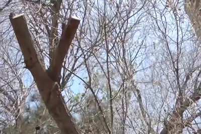 Xətaidə 100 illik ağac hər an aşa bilər