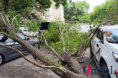 Binəqədi: Cəfər Xəndan küçəsində avtomobillərin üzərinə ağac aşıb