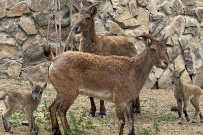 Bakı Zooloji Parkında yeni balalar dünyaya gəlib