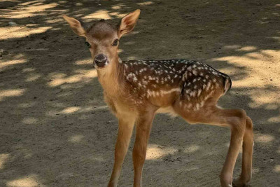 Bakı Zooloji Parkında lan balası dünyaya gəlib