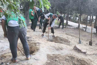 Yasamalda ağaclar budanıb