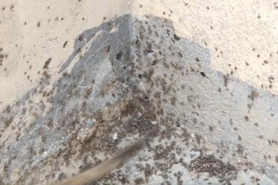 Binə Atçılıqda həşəratların basqını: qapı-pəncərələri açmaq olmur – VİDEO