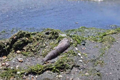 Hövsanda kütləvi şəkildə balıqlar tələf olur – Açıqlama