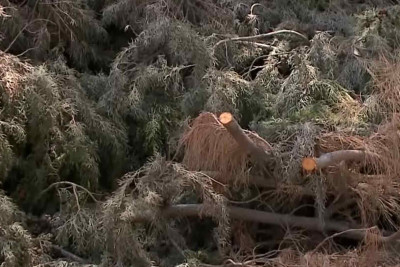 Nizami rayonunda ağacların qurumasının səbəbi nədir? – VİDEO