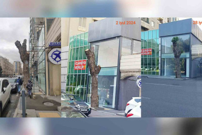 İnsanlardan “əziyyət çəkən” ağac: kəsiləndən sonra pöhrələnsə də, yenə kəsilib