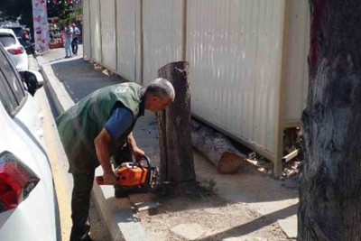 Bakıda ağacların kəsilməsi işləri aparılır