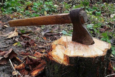 Yasamalda ağaclar kəsilib: MTK cərimələnib