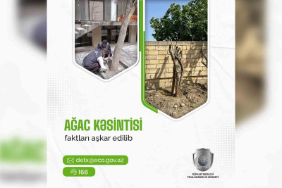 Bakıda və respublika ərazisində qanunsuz ağac kəsimi faktları aşkarlanıb