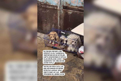 Heyvanlara qarşı vəhşilik: Sabunçu bazarından acınacaqlı kadrlar