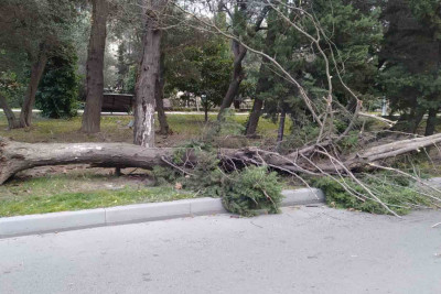 Xaqani bağının yaxınlığında ağac aşıb