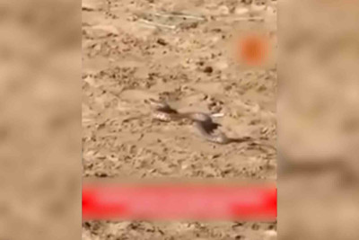 Şüvəlan çimərliyində ilanlar peyda olub: zooloqdan açıqlama – VİDEO